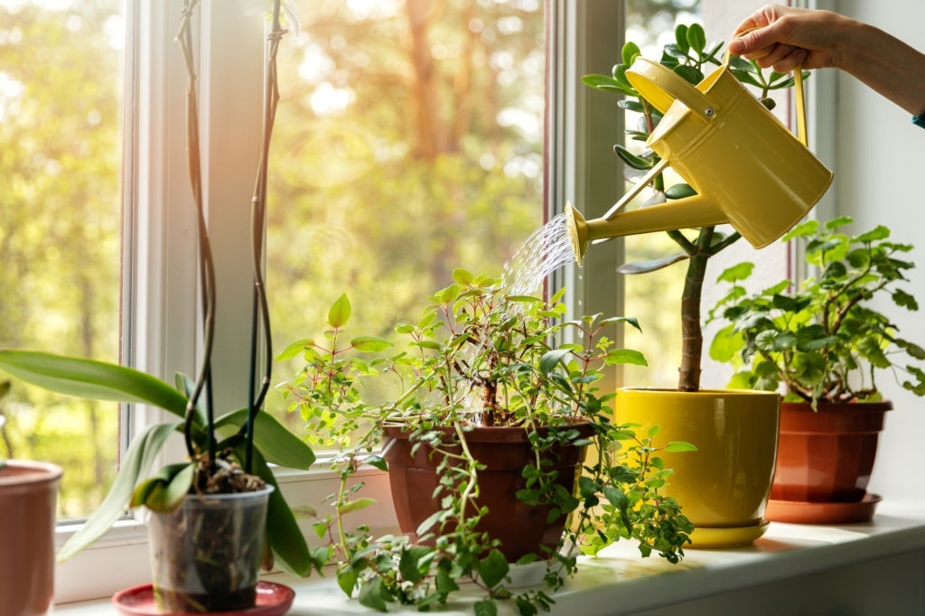 home garden